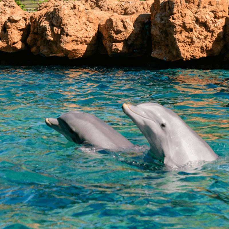 SeaWorld Orlando Dolphin Encounter<br/>*Não Inclui a Entrada Para o Parque*
