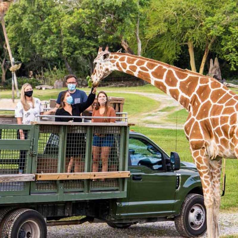 Busch Gardens  Serengeti Safari Tour <br/>*Não Inclui a Entrada Para o Parque*